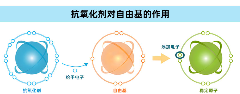 抗氧化剂对自由基的作用机理